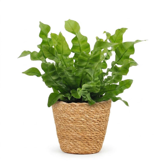 Krauser Wellenfarn 'Crispy Wave' – Asplenium nidus 'Crispy Wave' – Topf Ø12cm – Höhe 30cm – mit Korb – Ansicht 2