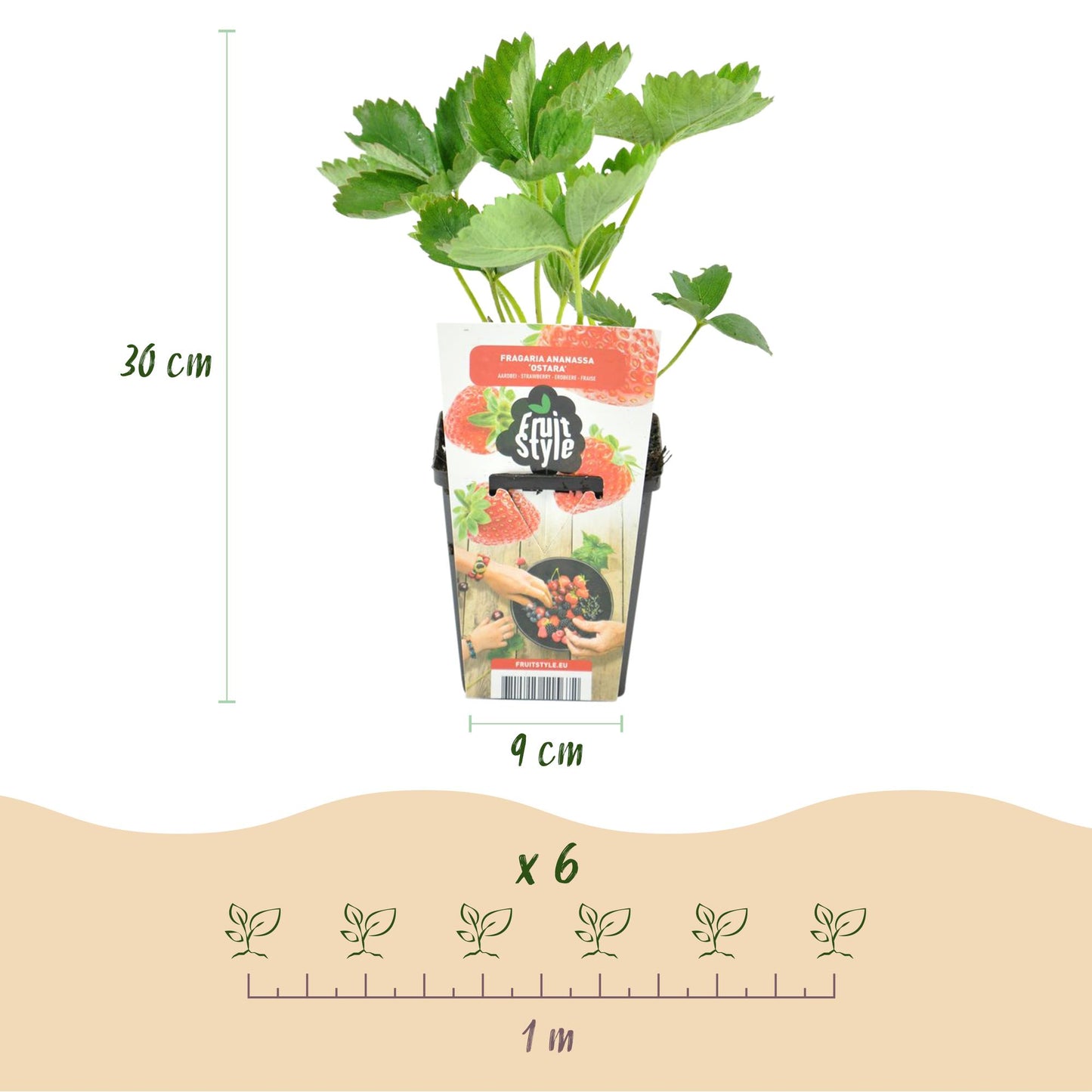 GreenboutiQ - Obstpflanzen - Erdbeere - Fragaria Elsanta - Winterhart - 3 Pflanzen - Topf 9 cm - Rote Erdbeere 