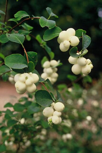 Symphoricarpos chenaultii 'Hancock' – Niedrige Purpurbeere – 60 Pflanzen – Ø9cm – ↕10–25cm – Bodendecker & Zierstrauch – Weißblühend mit Herbstbeeren – Winterhart