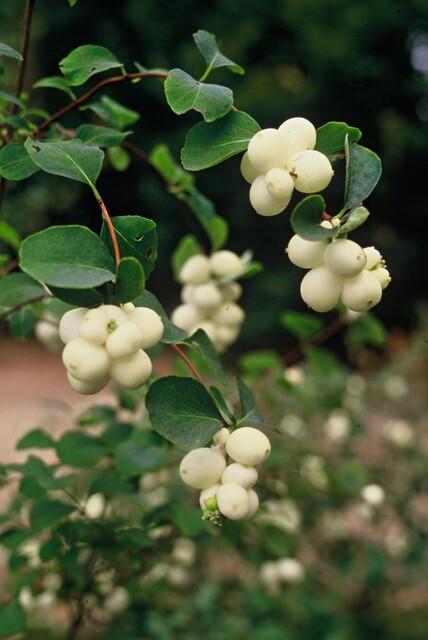 Symphoricarpos chenaultii 'Hancock' – Niedrige Purpurbeere – 60 Pflanzen – Ø9cm – ↕10–25cm – Bodendecker & Zierstrauch – Weißblühend mit Herbstbeeren – Winterhart