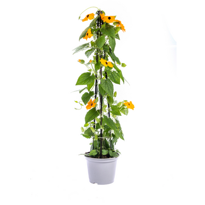 Schwarzäugige Susanne - Thunbergia alata Sunny Susy New Orange - Ø13 cm - ↕60 cm - 4 Pflanzen