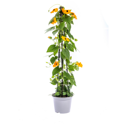 Schwarzäugige Susanne - Thunbergia alata Sunny Susy New Orange - Ø13 cm - ↕60 cm - 4 Pflanzen - Balkon & Terrasse 