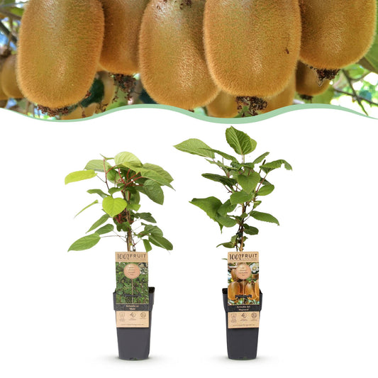 Green boutiQ - Fruit Plant - Actinidia Weiki & Hayward - Kiwi Plant - 1 Male - 1 Female - Plants - Green - Pot 15cm - Height 50cm 