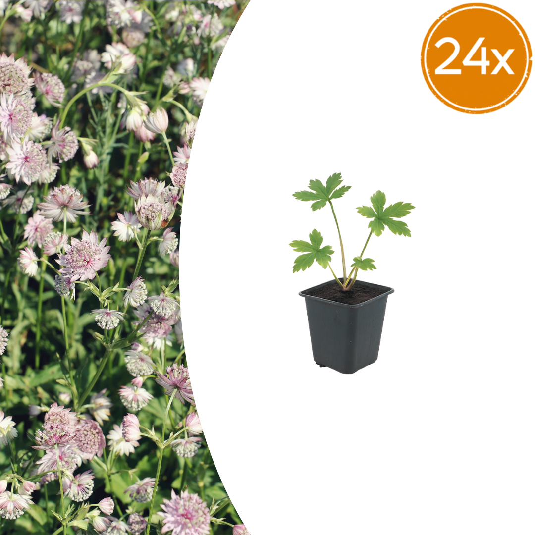 Sterndolde Astrantia major – 24 Pflanzen – Sommerblühende Staude – 10-25cm – Ø9cm – Bienenfreundlich – Für Beet & Cottage-Garten