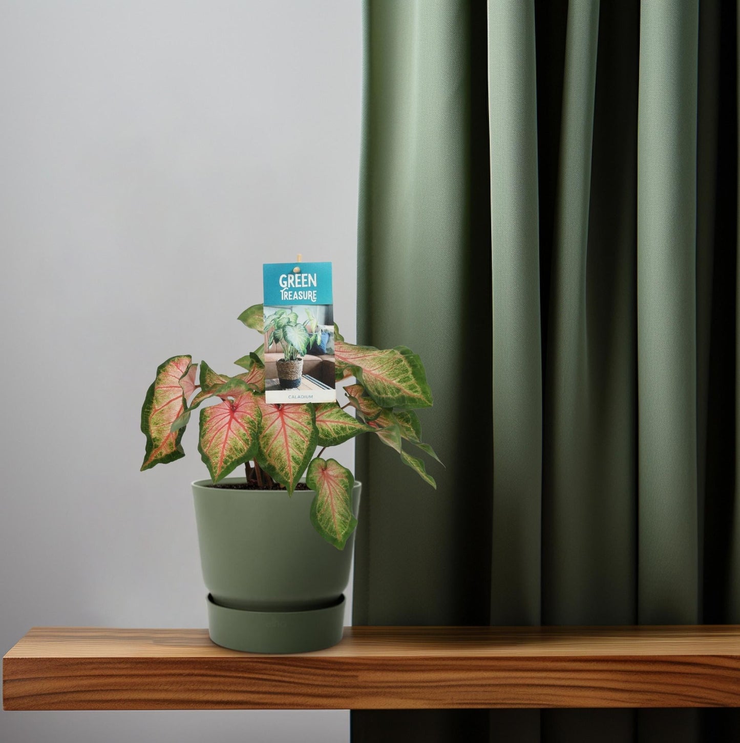 Caladium Rose – Angel Wings – Ø12cm – ↕25cm – Tropische Zimmerpflanze mit rosa-grünem Laub – Dekorativ & pflegeleicht – Für halbschattige Standorte 