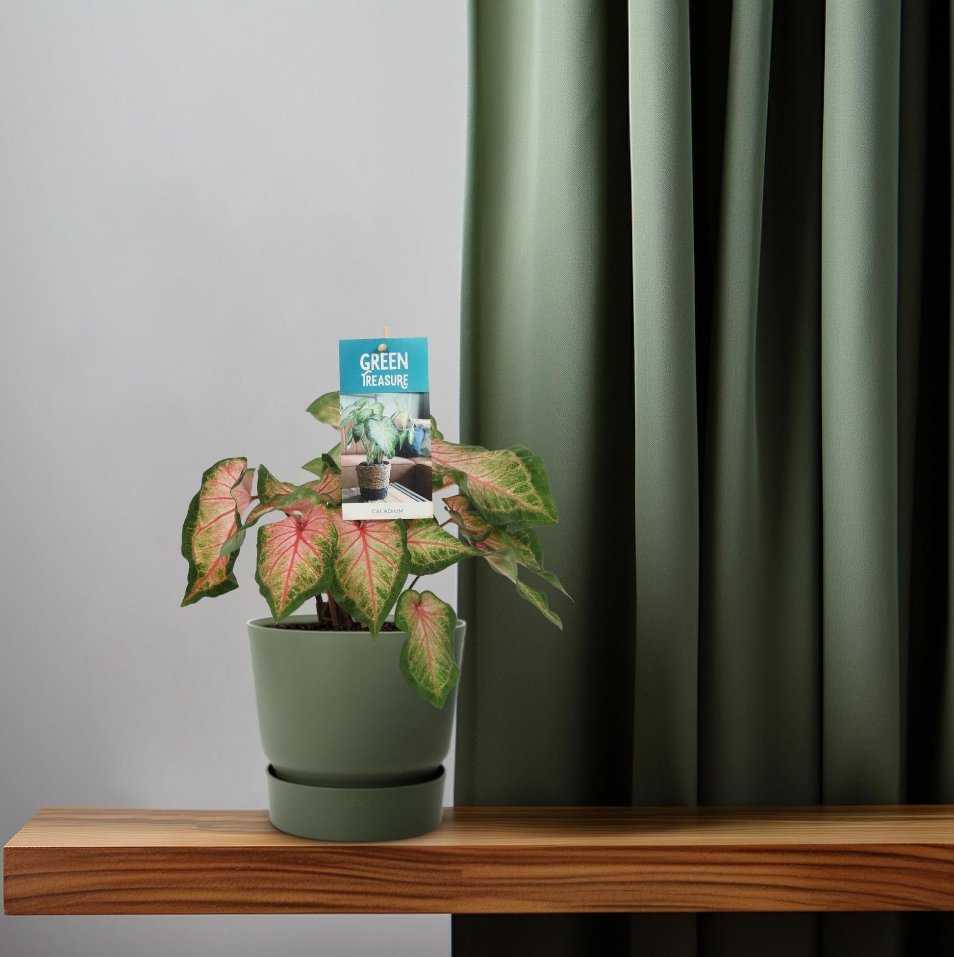 Caladium Rose – Angel Wings – Ø12cm – ↕25cm – Tropische Zimmerpflanze mit rosa-grünem Laub – Dekorativ & pflegeleicht – Für halbschattige Standorte 