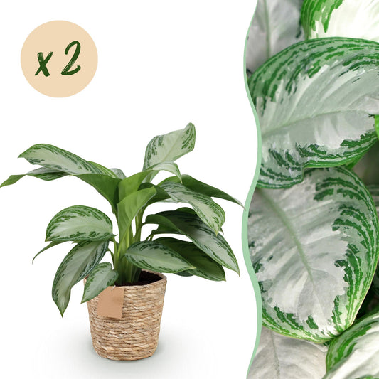 Green boutiQ - Zimmerpflanzen - Aglaonema Silver Bay - Silberblatt - Wenig Pflege - mit Korb - Silber - 2 Pflanzen - Topf 17cm - Höhe 70-75cm 