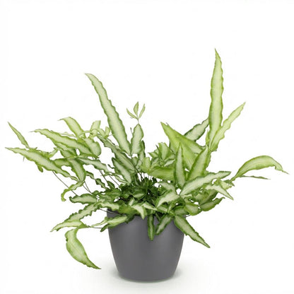 Green boutiQ - Zimmerpflanze - Pteris cretica Albolineata - Schwertfarn - Haustierfreundliche Pflanze - Grün - 1 Pflanze - mit Potter Grau - Topf 12cm - Höhe 20cm 