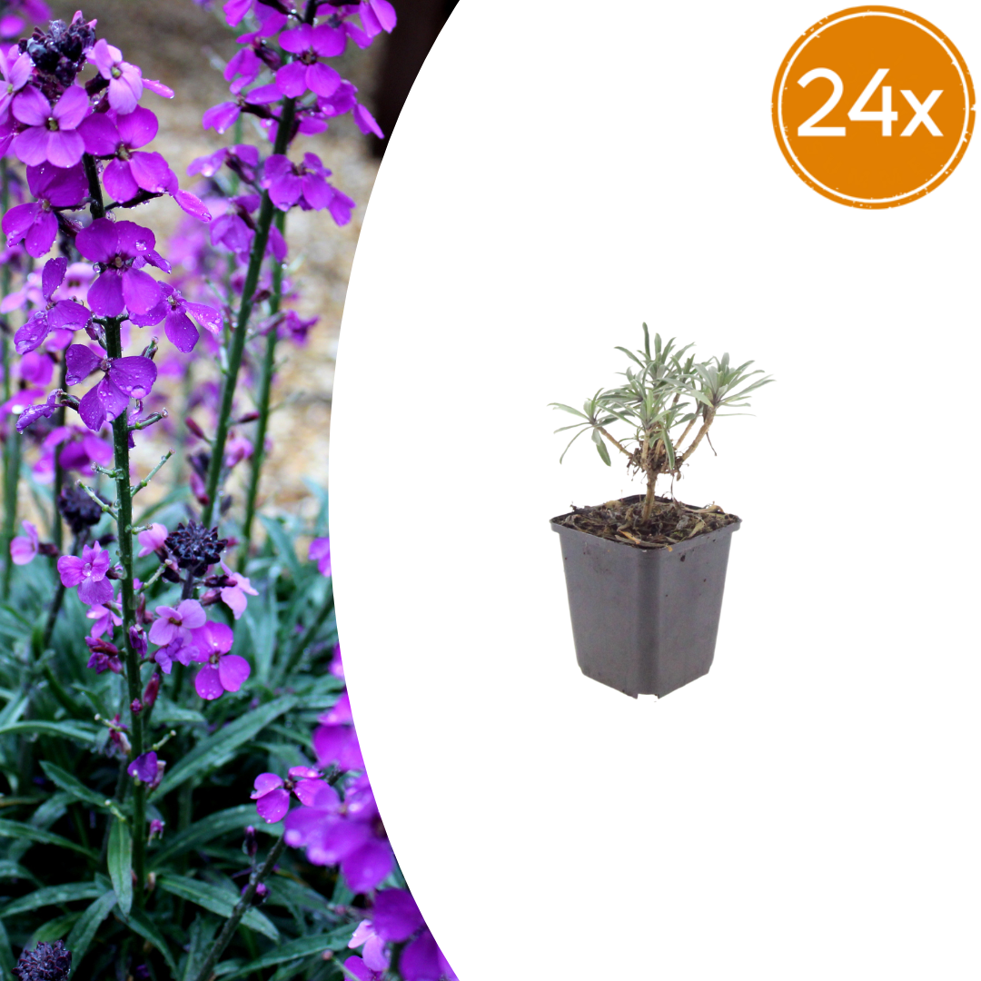 Erysimum Bowles Mauve – 24 Pflanzen Goldlack Staude – 10-25cm – Ø9cm – Langblühende Gartenpflanze für sonnige Standorte – Bienenfreundliche Blühstaude