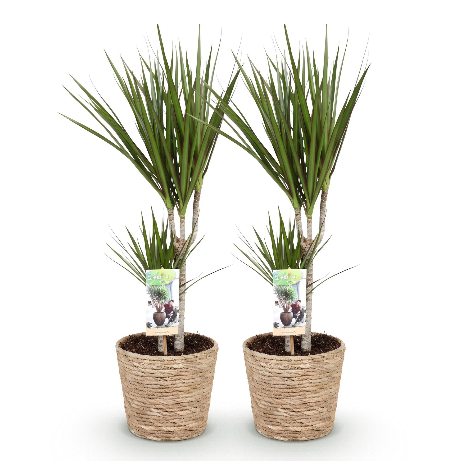 Green boutiQ - Zimmerpflanzen - Dracaena Marginata - Drachenbaum - Pflegeleicht - mit Korb - Grün - 2 Pflanzen - Topf 17cm - Höhe 70-80cm 