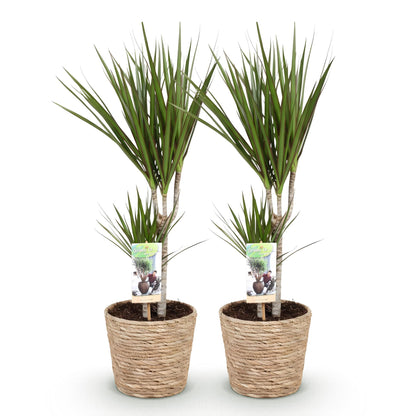 Green boutiQ - Zimmerpflanzen - Dracaena Marginata - Drachenbaum - Pflegeleicht - mit Korb - Grün - 2 Pflanzen - Topf 17cm - Höhe 70-80cm 