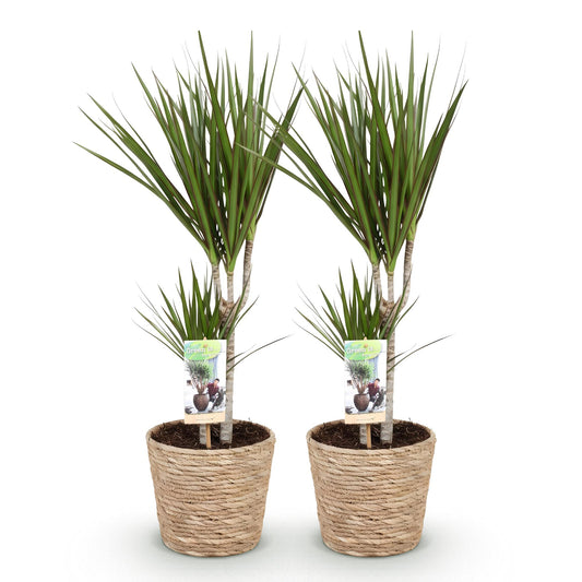 Green boutiQ - Zimmerpflanzen - Dracaena Marginata - Drachenbaum - Pflegeleicht - mit Korb - Grün - 2 Pflanzen - Topf 17cm - Höhe 70-80cm 