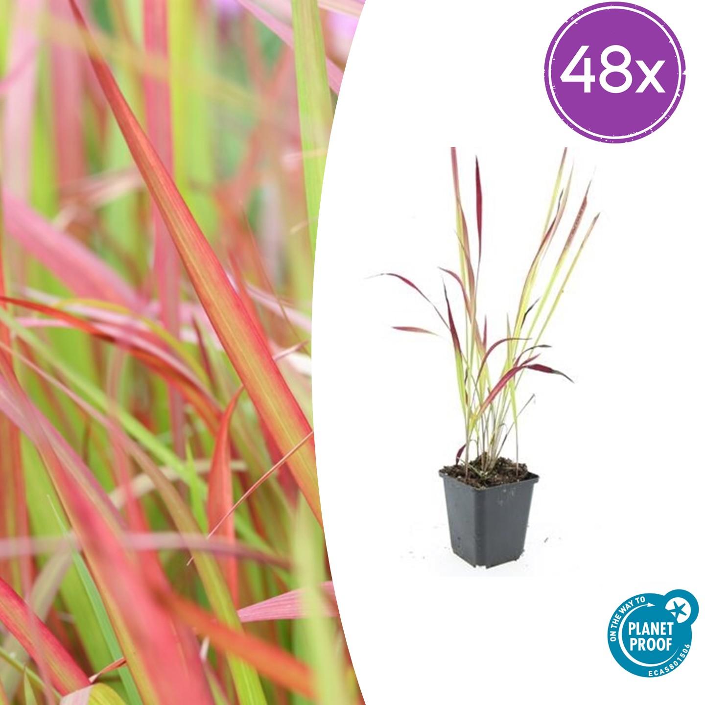 Imperata cylindrica 'Red Baron' – 48 Pflanzen – ↕10-25cm – Ø9cm – Japanisches Blutgras – Ziergras mit roten Blattspitzen – Winterhart & pflegeleicht – Für Beete & Kübel 