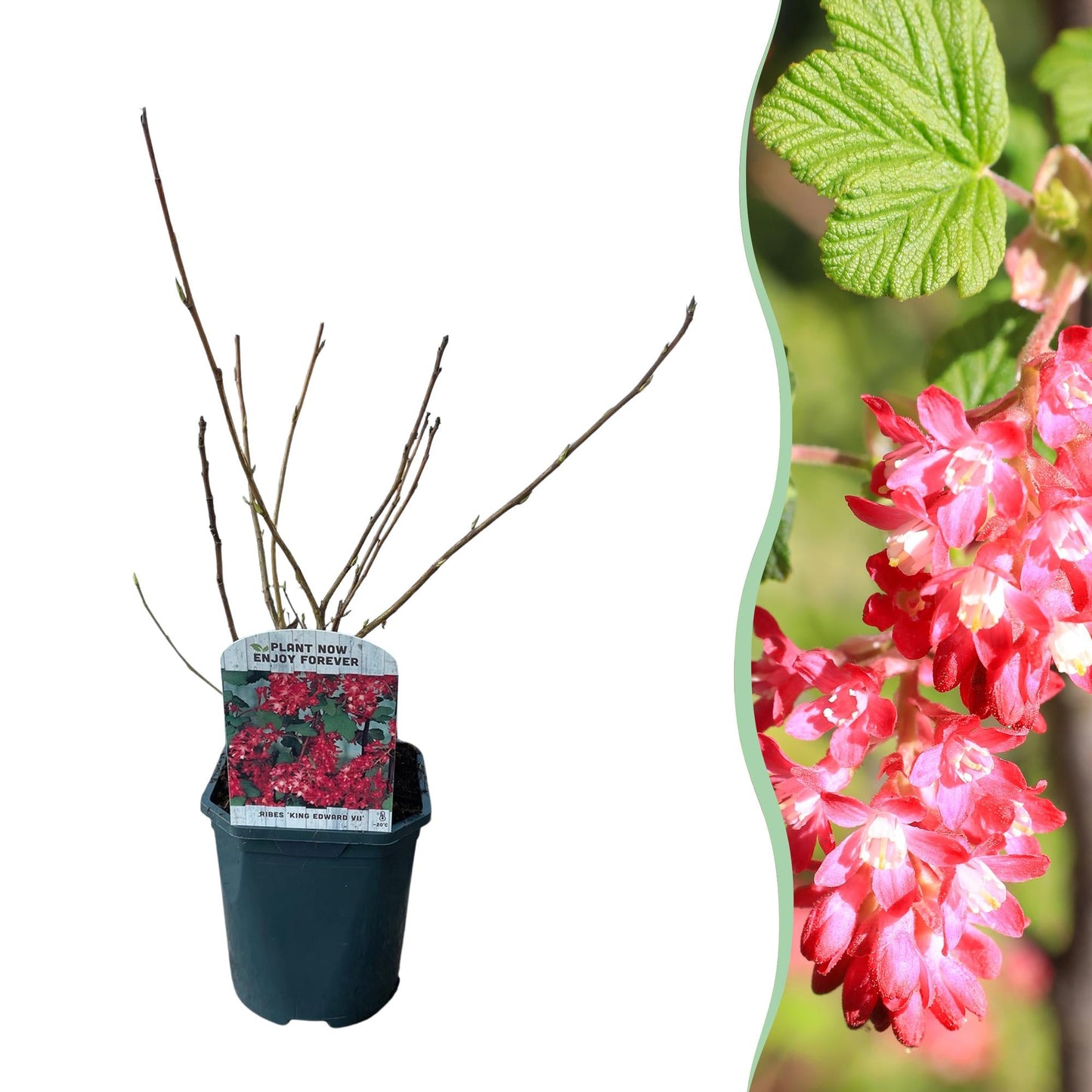 Blutjohannisbeere Ribes sanguineum 'Kind Edward' – Rosa Blüte – Bienenfreundlich – Frühjahrsblüher – Pflegeleicht – Ø17 cm – Höhe ca. 45 cm 