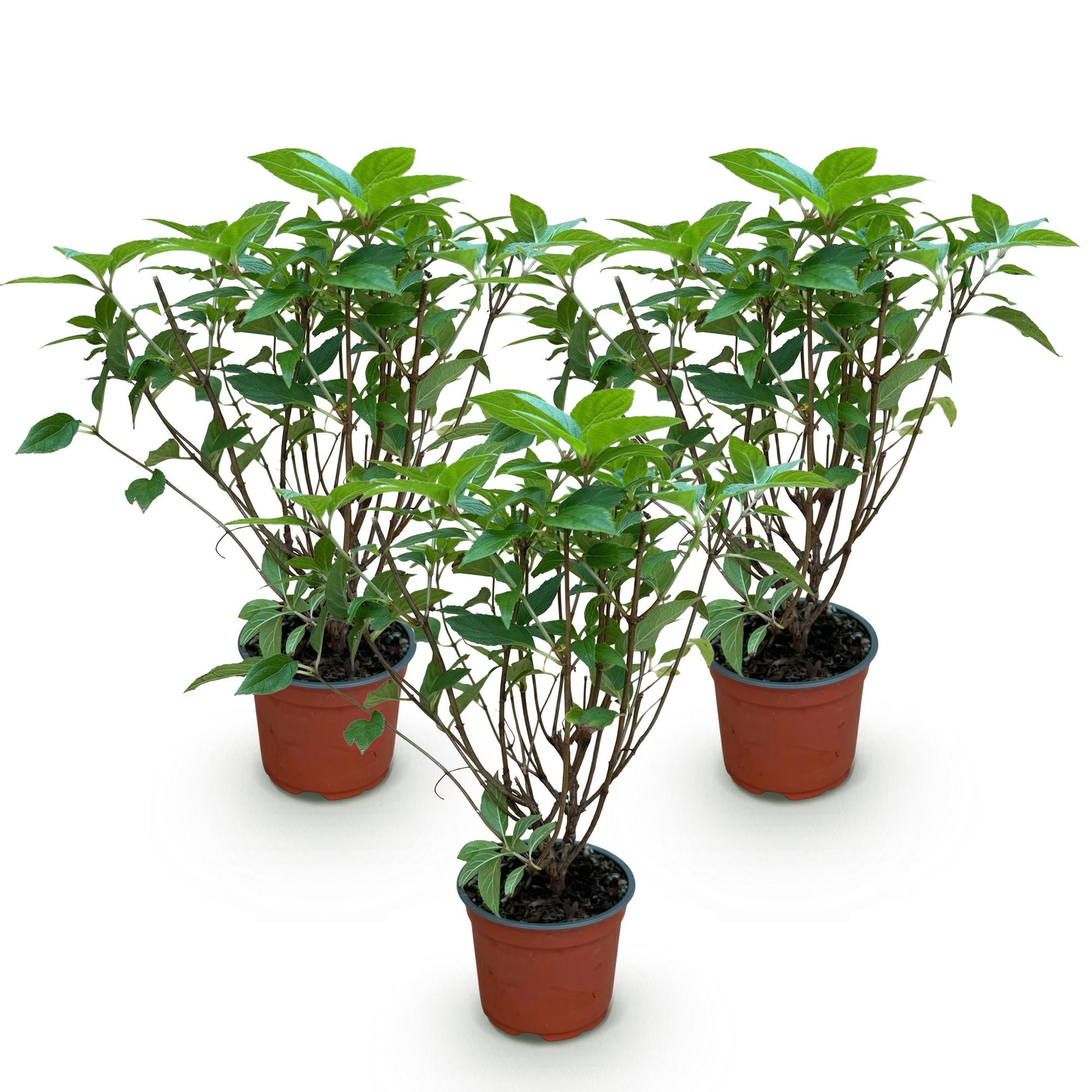 Green boutiQ - Gartenpflanze - Hydrangea panniculata Limelight - Schneeballhortensie - Winterhart - Limettengrün - 3 Pflanzen - Topf 12cm - Höhe 20-30cm 