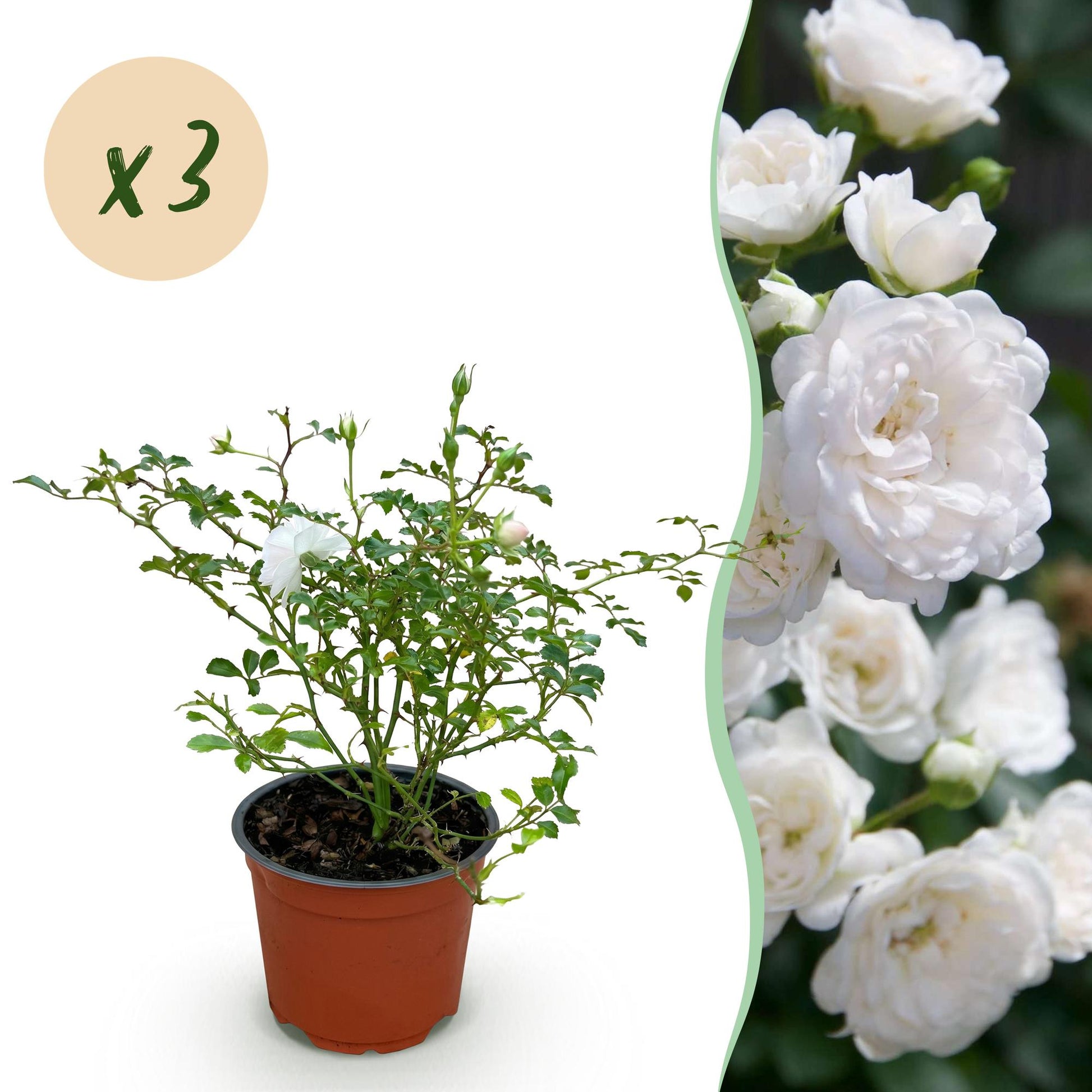 Green boutiQ - Gartenrose - Rosa White Fairy - Rose - Winterhart - Weiß - 3 Pflanzen - Topf 12cm - Höhe 20-25cm 