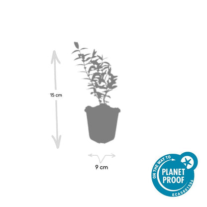 Großblumiges Johanniskraut Hypericum 'Hidcote' – ↕10-25cm – Ø9cm – 12 Pflanzen – Winterharter Strauch mit Gelben Blüten & Bienenfreundlich
