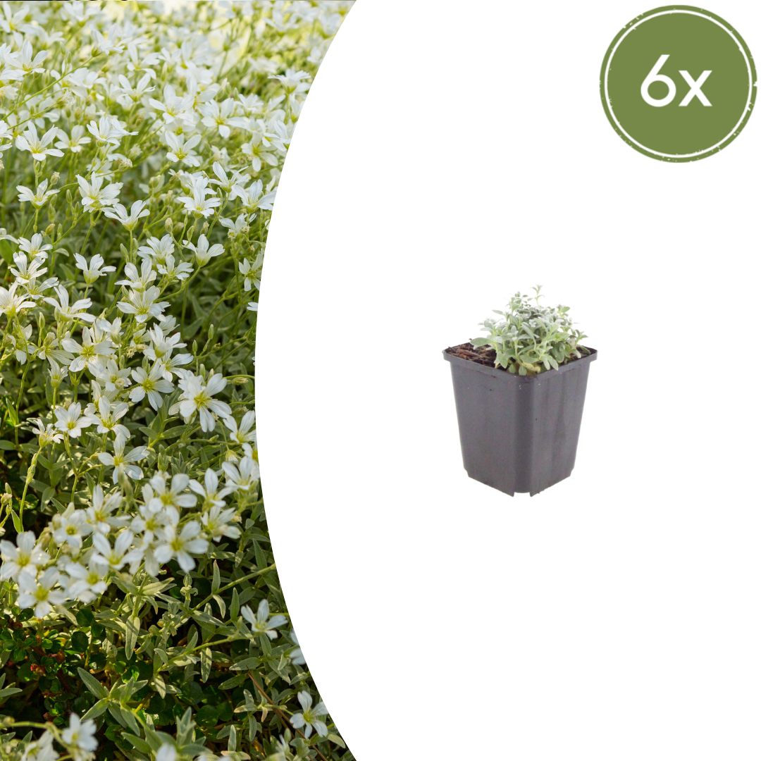 Filziges Hornkraut Cerastium tomentosum – 6 Pflanzen – Teppichbildende Staude für sonnige Standorte – Bodendecker für Steingarten & Beet – 10-25cm – Ø9cm – Winterhart