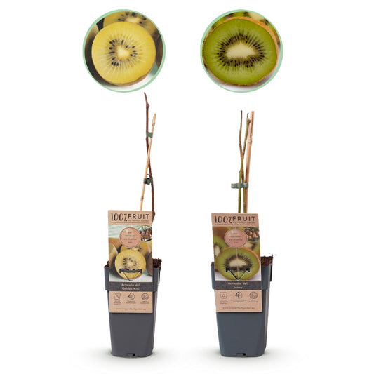 Obstpflanzen Grüne Kiwi 'Jenny' & Goldene Kiwi – 2 Pflanzen – 15cm – Höhe 50cm – Süße, vitaminreiche Früchte – Pflegeleicht & winterhart
