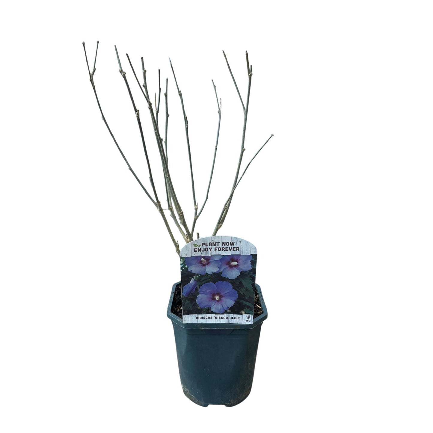 Garteneibisch - Hibiscus syriacus Oiseau Blue - Blüte Blau - Strauch - Wenig Pflege - Topf 17cm Höhe 45cm