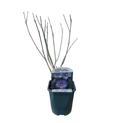 Garteneibisch - Hibiscus syriacus Oiseau Blue - Blüte Blau - Strauch - Wenig Pflege - Topf 17cm Höhe 45cm