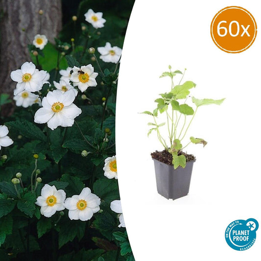 Japan-Herbst-Anemone Anemone hyb. 'Honorine Jobert' – ↕10-25cm – Ø9cm – 60 Pflanzen – Weiße Herbstblüte – Pflegeleicht – Sonne & Halbschatten