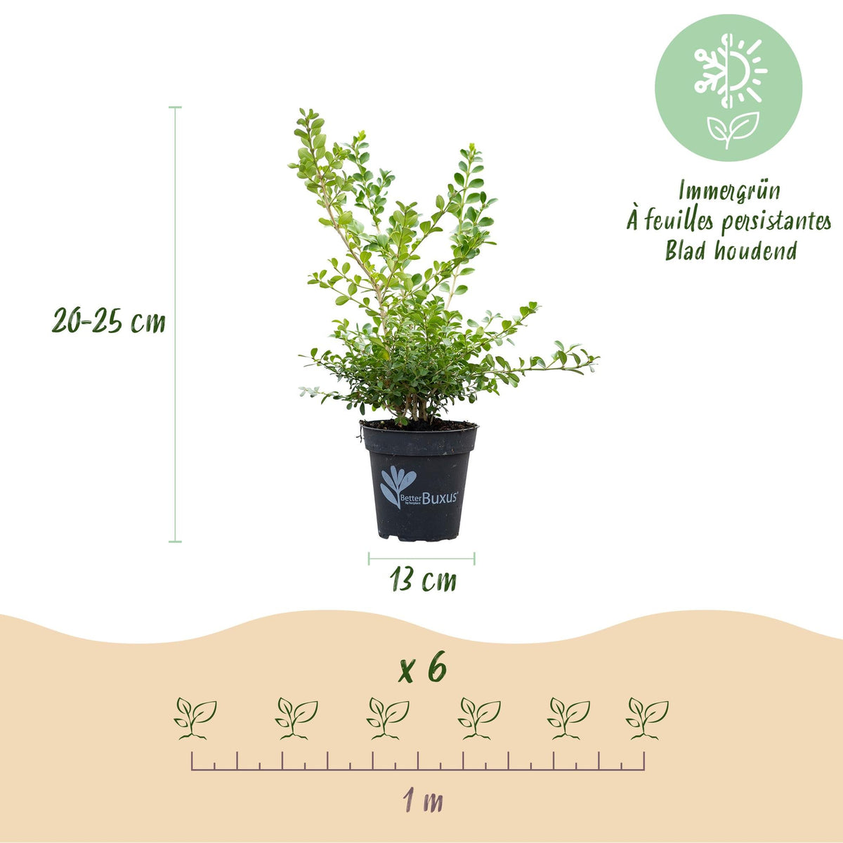 BetterBuxus Babylon Beauty Hecke 6 Pflanzen für 1 Meter 30-35cm 13cm widerstandsfähig pflegeleicht für Garten Formschnitt Sichtschutz winterhart