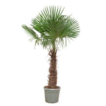 Chinesische Hanfpalme Trachycarpus Fortunei – Winterhart – 270 cm Höhe – Ø55cm – Exotische Garten- & Terrassenpflanze – Pflegeleicht & robust 