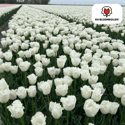 Tulpenzwiebeln Honeymoon – 20 Blumenzwiebeln – Weiße Tulpe mit gezacktem Rand – Elegant & Einzigartig – Für Garten & Topf – Frisch vom Züchter 