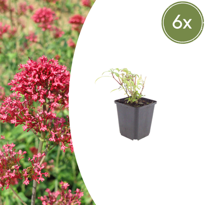 Centranthus ruber Coccineus – 6 Pflanzen – Rote Spornblume – 10-25cm – Ø9cm – Winterharte Staude für sonnige Standorte – Bienenfreundliche Gartenpflanze – Blühstauden im Topf