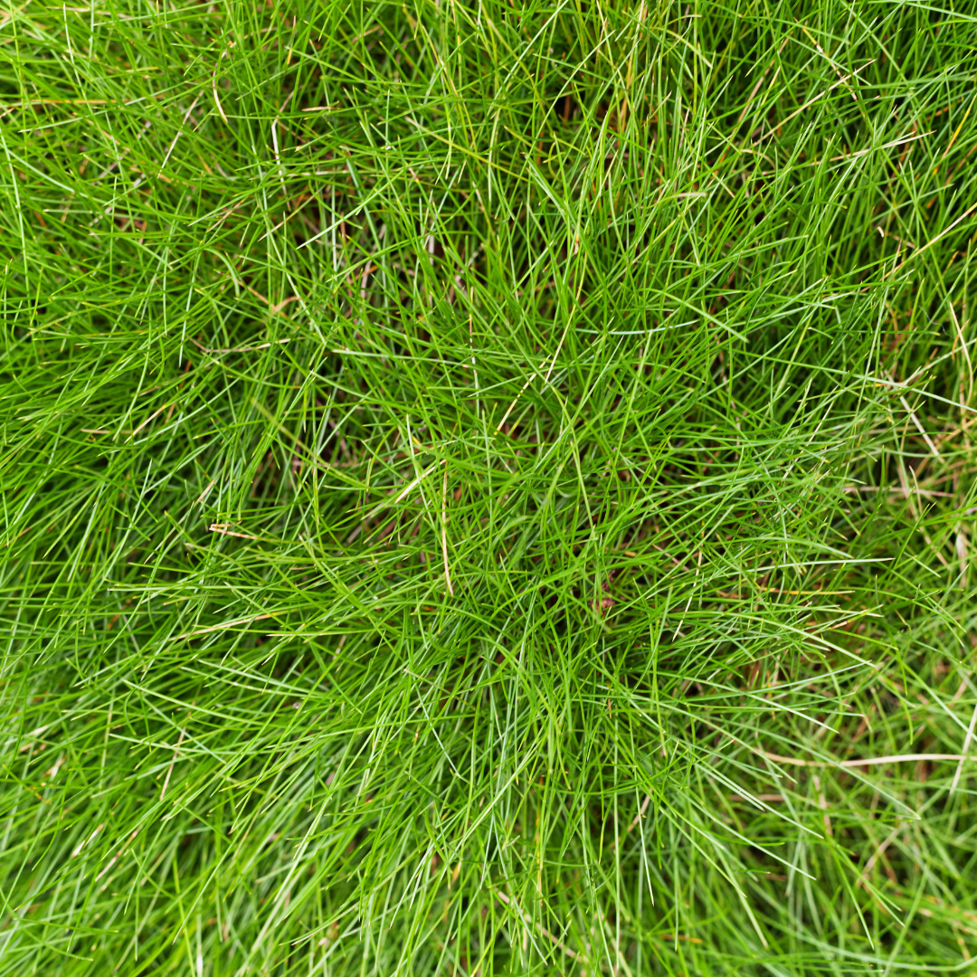 Festuca gautieri Zierschwingel – 12 Pflanzen – Ø9cm – Höhe 10-25cm – Immergrünes Ziergras – Pflegeleicht & Trockenheitsverträglich für Beet & Steingarten