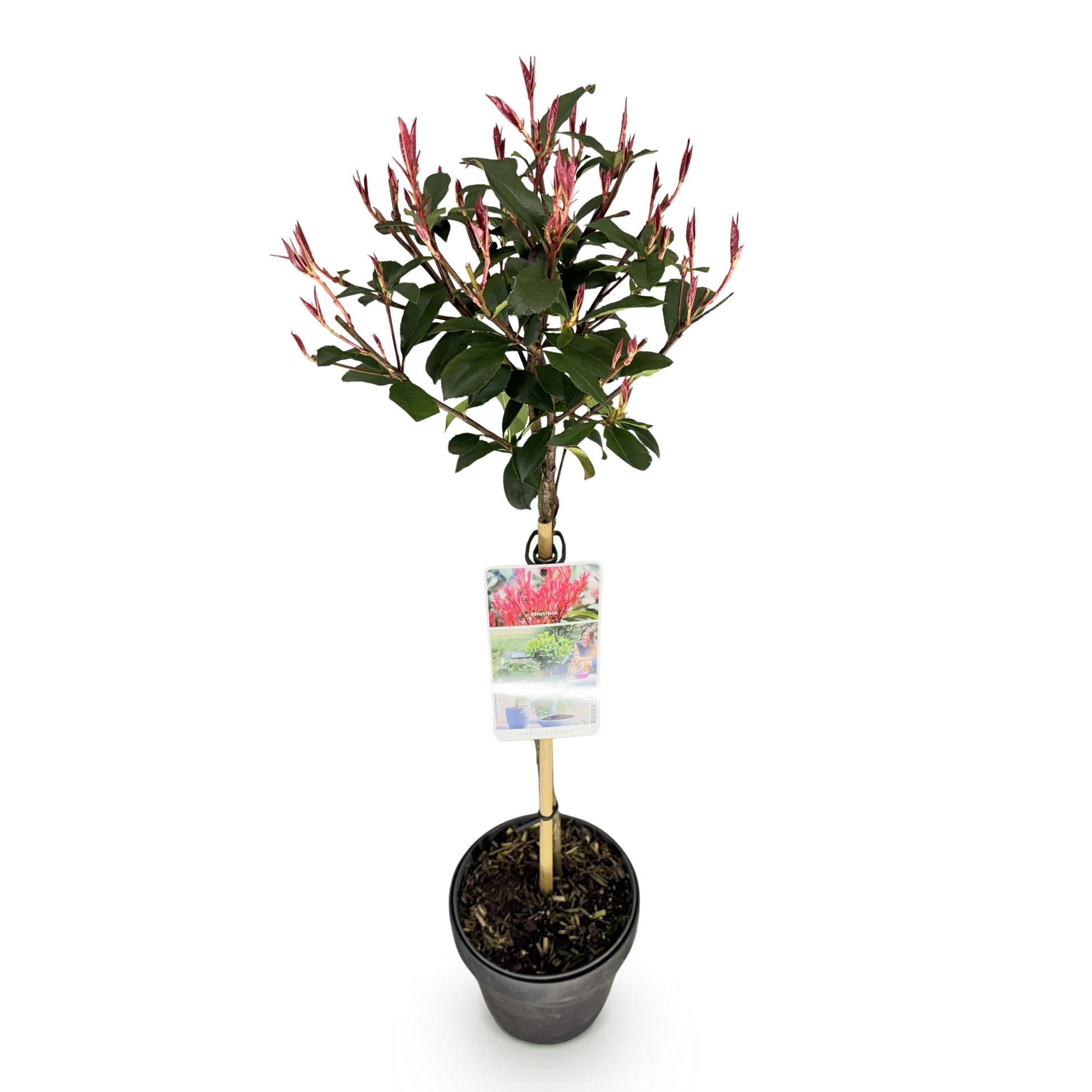 GreenboutiQ - Pflanze auf Stamm - Photinia fraseri Carre Rouge - Terrassenpflanze - Immergrün - Winterhart - Grün-Rotes Blatt - Topf 19cm Höhe 90cm 