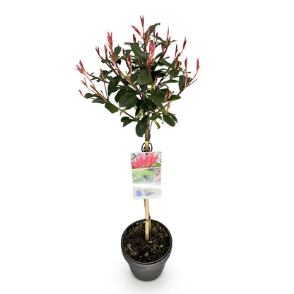 GreenboutiQ - Pflanze auf Stamm - Photinia fraseri Carre Rouge - Terrassenpflanze - Immergrün - Winterhart - Grün-Rotes Blatt - Topf 19cm Höhe 90cm 