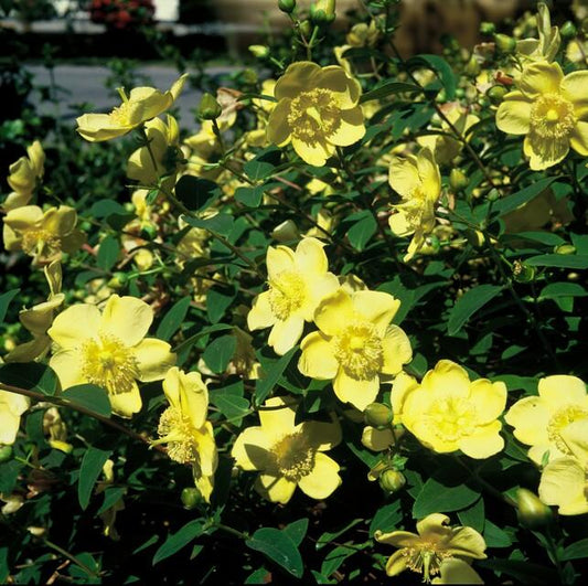 Großblumiges Johanniskraut - Hypericum 'Hidcote' - ↕10-25cm - Ø9cm - 6 Stück