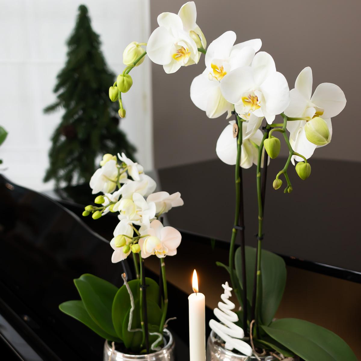 Luxuriöser Blumentopf – Silberner Keramiktopf Ø6cm – Eleganter Ziertopf für kleine Pflanzen – Hochglanz-Dekoration für Wohnraum & Büro 