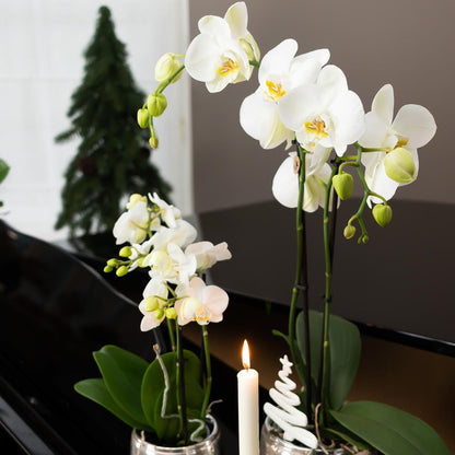 Luxuriöser Blumentopf – Silberner Keramiktopf Ø6cm – Eleganter Ziertopf für kleine Pflanzen – Hochglanz-Dekoration für Wohnraum & Büro 