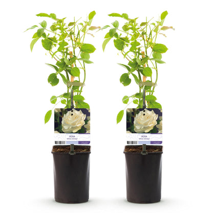 Kletterrose – Rosa White Climber – Blüte Weiß – 2 Pflanzen – Wenig Pflege – 11cm – Höhe ca. 40cm