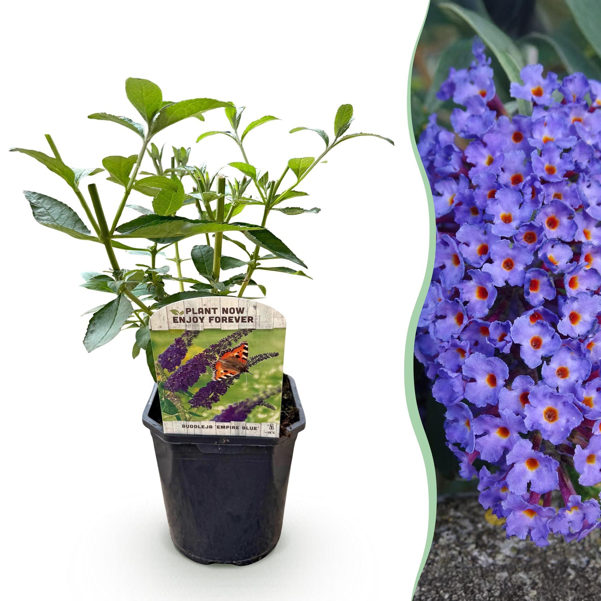 Schmetterlingsstrauch Buddleja davidii Empire Blue – Blau blühender, laubabwerfender Gartenstrauch – Schmetterlings- & bienenfreundlich – Pflegeleicht – 17 cm, Höhe 25 cm 