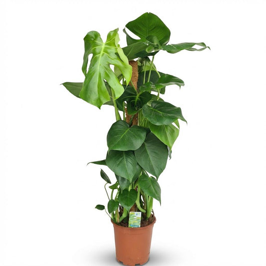 Green boutiQ - Zimmerpflanze - Fensterblatt - Monstera Deliciosa Moosstab - Grün - Pflegeleicht - 1 Pflanze - Topf 19cm - Höhe 90cm 