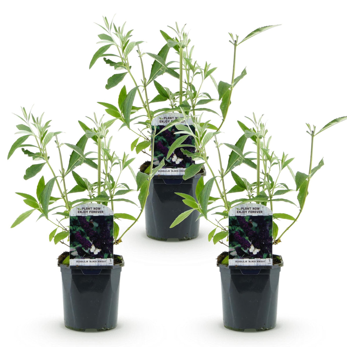 Green boutiQ - Garden Plant - Buddleja davidii Black Night - Butterfly Bush - Hardy - Purple - 3 Plants - Pot 17cm - Height 45cm 