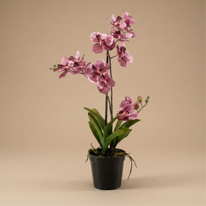 Orchidee Vanda Kunstpflanze – ca.60cm – Altrosa – Künstliche Orchidee im Topf – Pflegefreie Deko Pflanze für Wohnzimmer Büro & Empfangsbereich