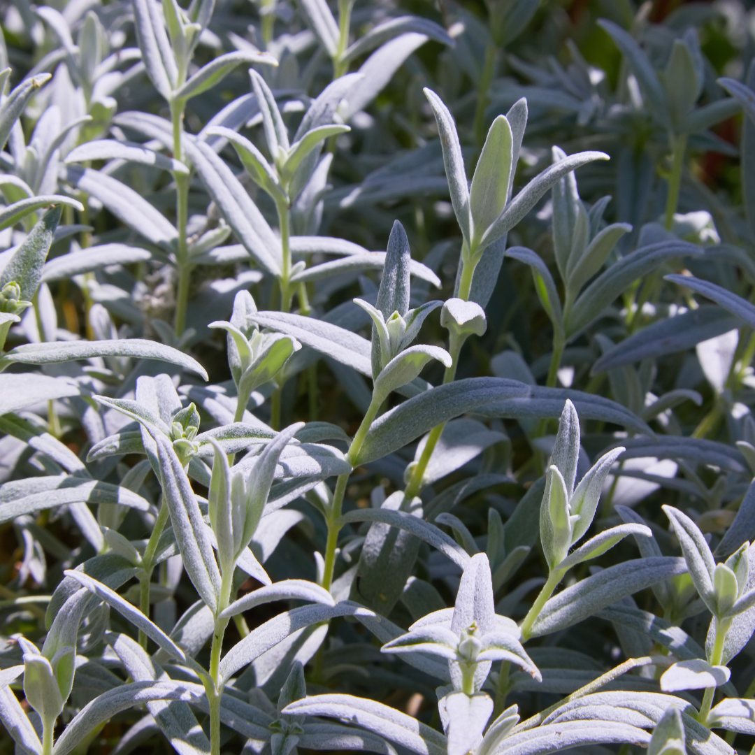Filziges Hornkraut Cerastium tomentosum – 60 Pflanzen – 10-25cm – Ø9cm – Winterharte Bodendecker Staude mit weißen Blüten – Pflanze für Steingarten & sonnige Beete