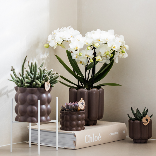 Kolibri Orchids | Weiße Phalaenopsis-Orchidee Topfgröße Ø9cm | Zürich | Blühende Zimmerpflanze – Frisch vom Züchter 
