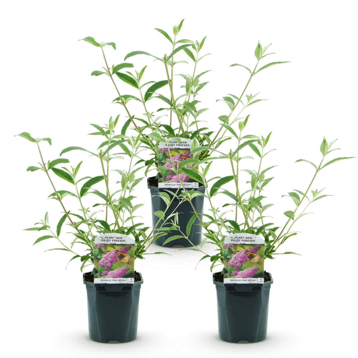 Green boutiQ - Garden Plant - Buddleja davidii Pink Delight - Butterfly Bush - Hardy - Pink - 3 Plants - Pot 17cm - Height 45cm 
