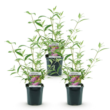 Green boutiQ - Garden Plant - Buddleja davidii Pink Delight - Butterfly Bush - Hardy - Pink - 3 Plants - Pot 17cm - Height 45cm 