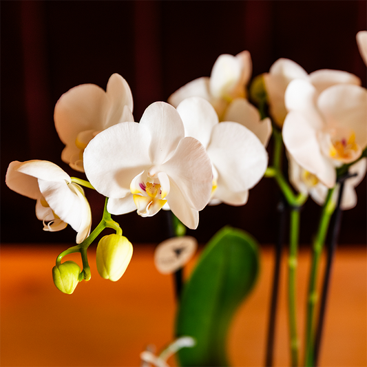 Kolibri Orchids | Weißes Orchideenset in Como-Schale inkl. Wasserreservoir | Drei Weiße Amabilis-Orchideen 9cm | Mono-Bouquet Weiß mit Selbstbewässerungssystem 