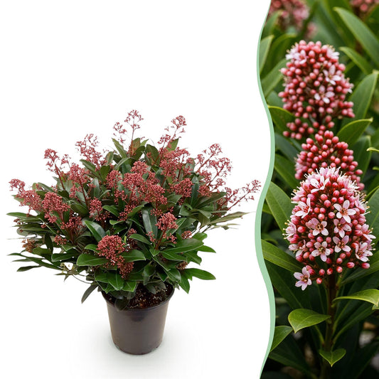 GreenboutiQ - Terrassenpflanze - Skimmia japonica Rubella - Blüte Rot - 40+ Blüten - 1 Pflanze - Winterhart - Topf 19cm Höhe 60cm 