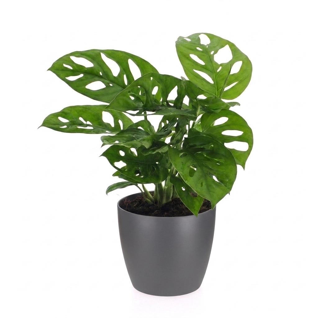 Fensterblatt 'Monkey Mask' – Monstera adansonii – Topf Ø12cm – Höhe 25cm – mit grauem Dekotopf – Dekorative Zimmerpflanze