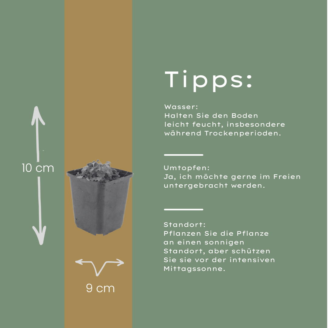 Campanula portenschlagiana – 6 Pflanzen Dalmatiner-Glockenblume – 10-25cm – Ø9cm – Winterharte Bodendecker Staude – Blühpflanze für Garten, Mauer & Steingarten – Topfpflanzen - Oasis of Life