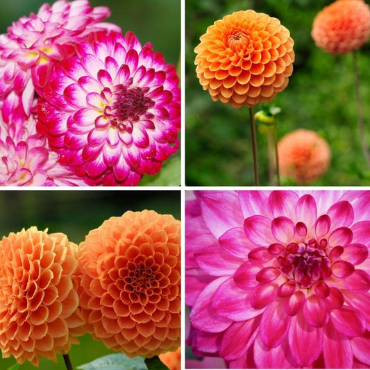 Blumenzwiebel - Mix Pompon Splash - 12 Dahlien Little Robert & 12 Dahlien Ralphie Knollen für 4 m²